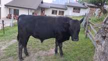 Vând Taur Angus 11 luni