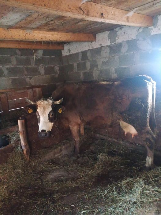 Vând vaca gestanta de 5 luni