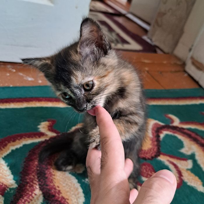 Котята от кошки страйт