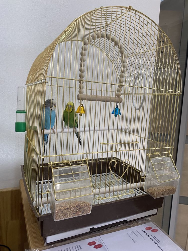 Продам попугаев ,  вместе с клеткой цена 25000тг