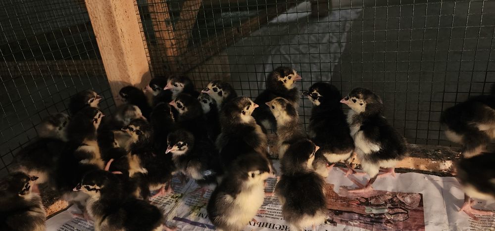 1 HAFTALIK QORA SHAXZODA zotini JO‘JALARI sotiladi Кора Шахзода цыпята