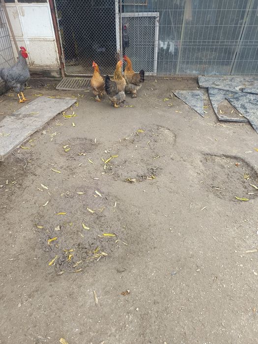 Vând schimb 4 găini de 2024
