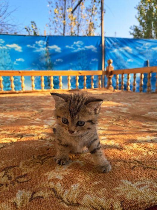 Mushuk sotiladi 2 ta