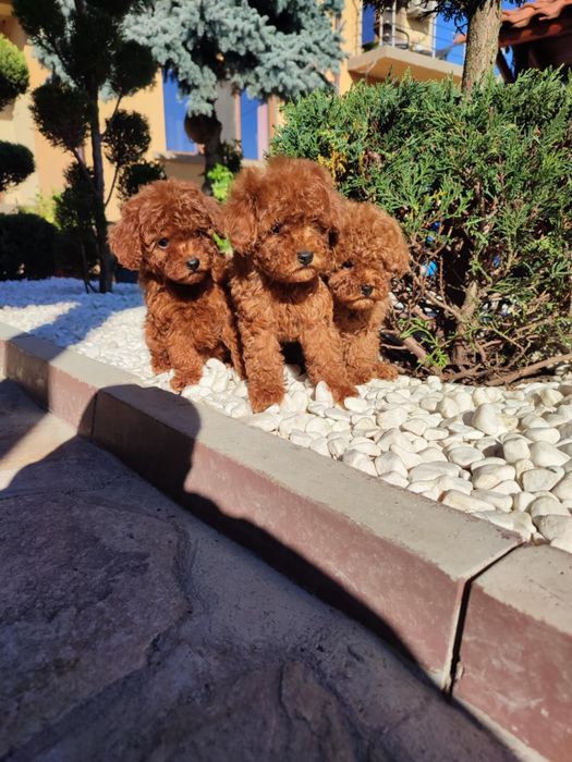Пудел Той/Poodle Toy