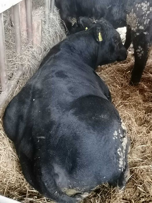 Vitei Aberden Angus de vanzare