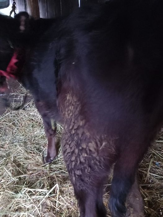 Vițea de rasa angus