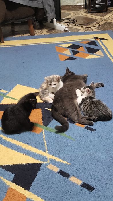 Отдам 3 котят можно по одному