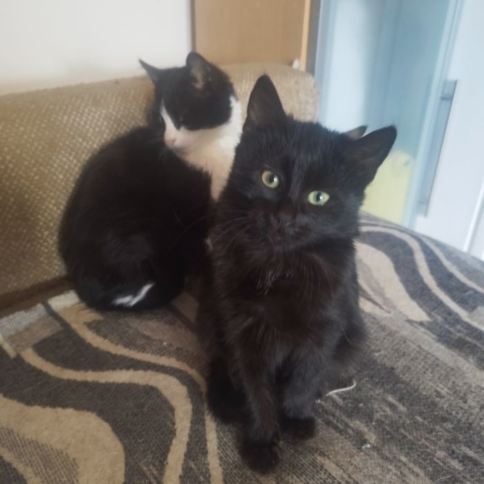 подаряват се котенца