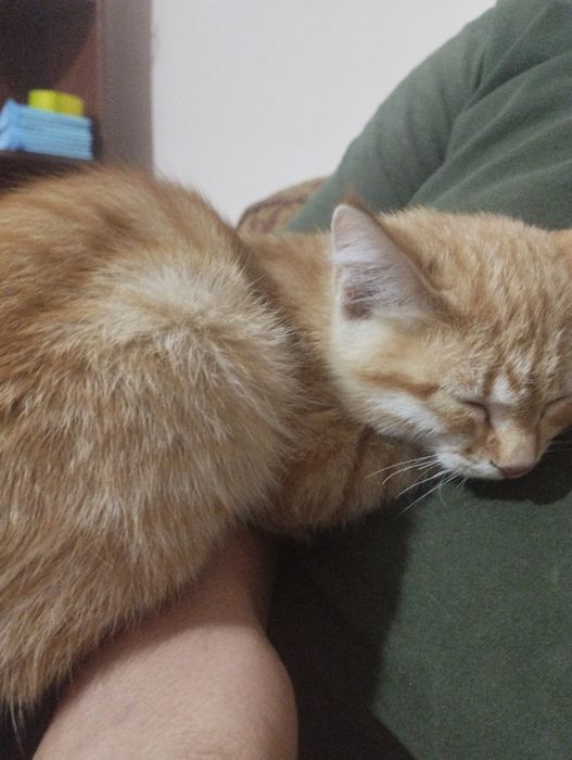 Котята, девочки ищут дом. Очень ласковые, ловят все, что движется.