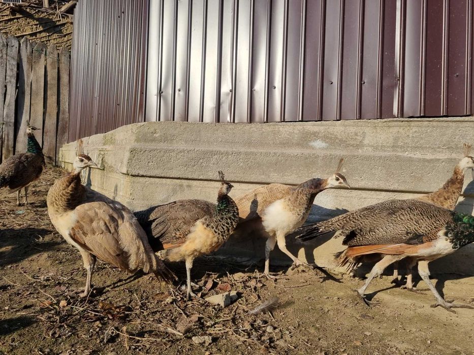 Pui pauni indian blue si violet(doar baieti)