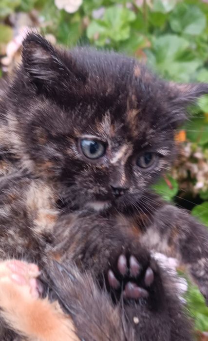 Котята в Добрые и Надёжные руки !