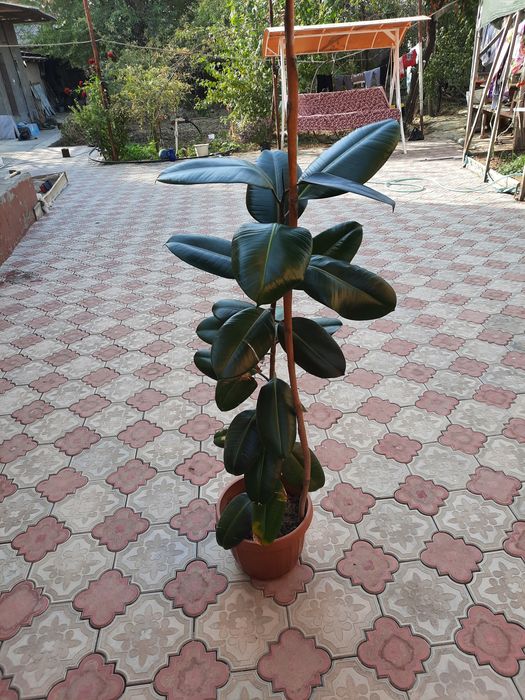 Qora shayhzoda 135sm  sotiladi