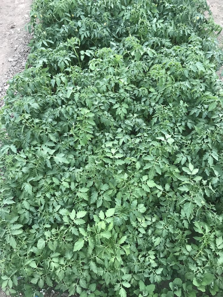 Разсад домати 30-50ст