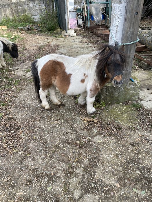 Mini pony shetlander
