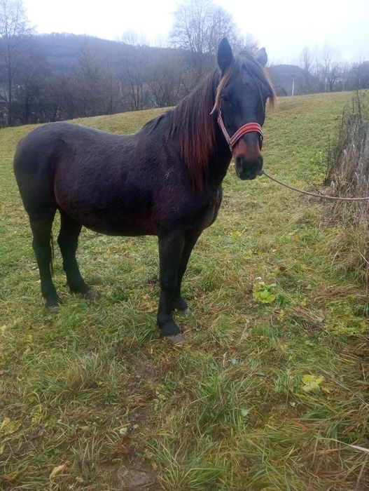 De vânzare cal de 8 ani