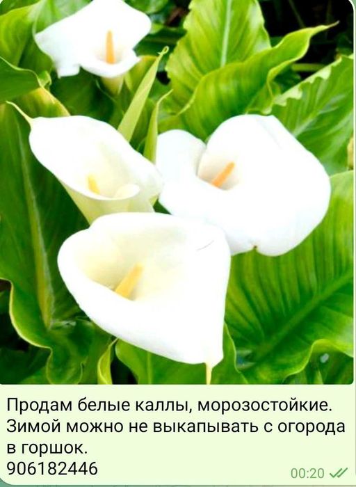 Растишки пересадка только осенью.