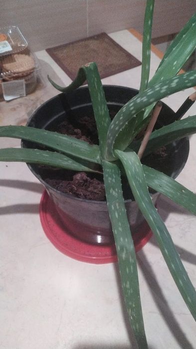 Алое сочный лечебный