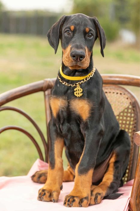 Puiut Doberman cauta casuta