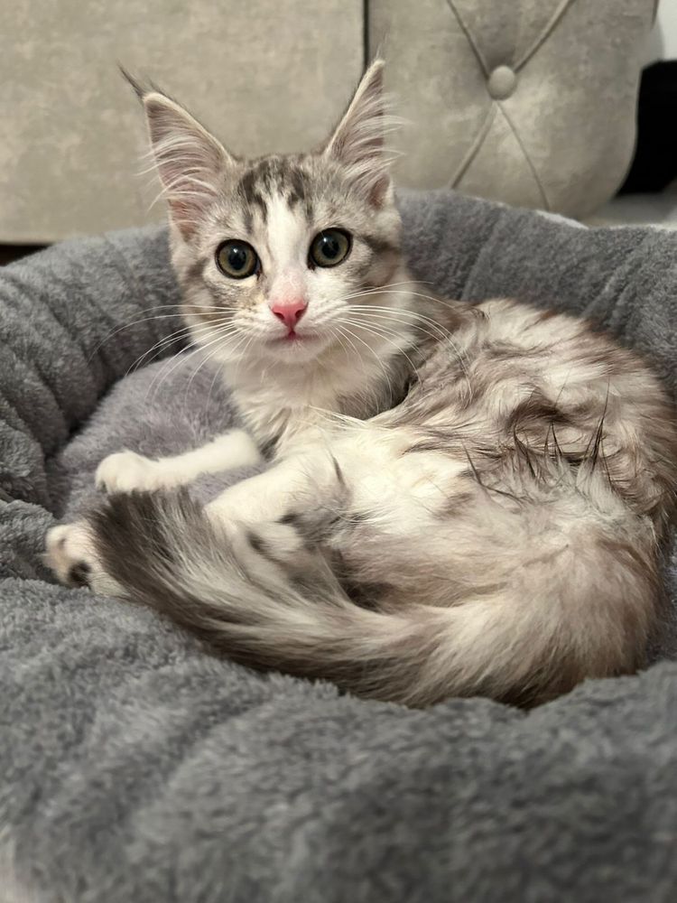 Кошка 5 месячная