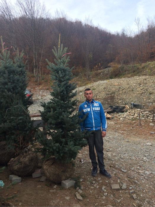 Tuia Smarald / Chiparos Leylandii !!