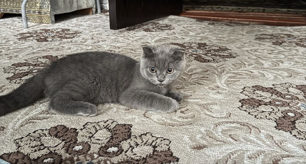 Кошка скотиш сотилади