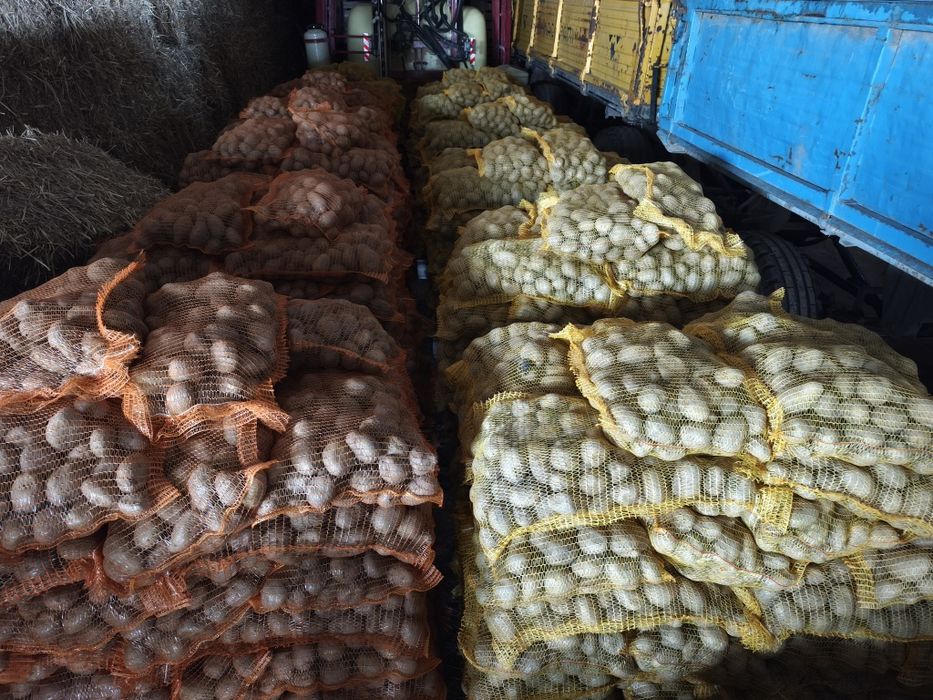 Cartofi consum alb Ultra ín saci de 10 kg calibru 45