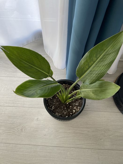 Strelitzia reginae