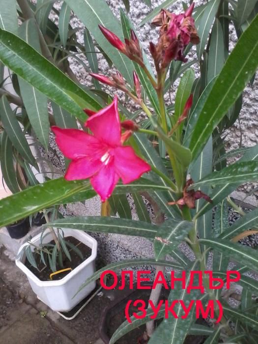 Продавам цветя - Олеандър (Зокум)