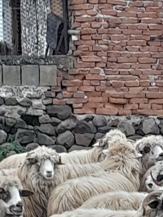 Vând oi capre  tinere