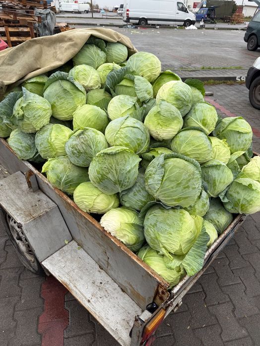 Зеле директно от производител МАРЛУ