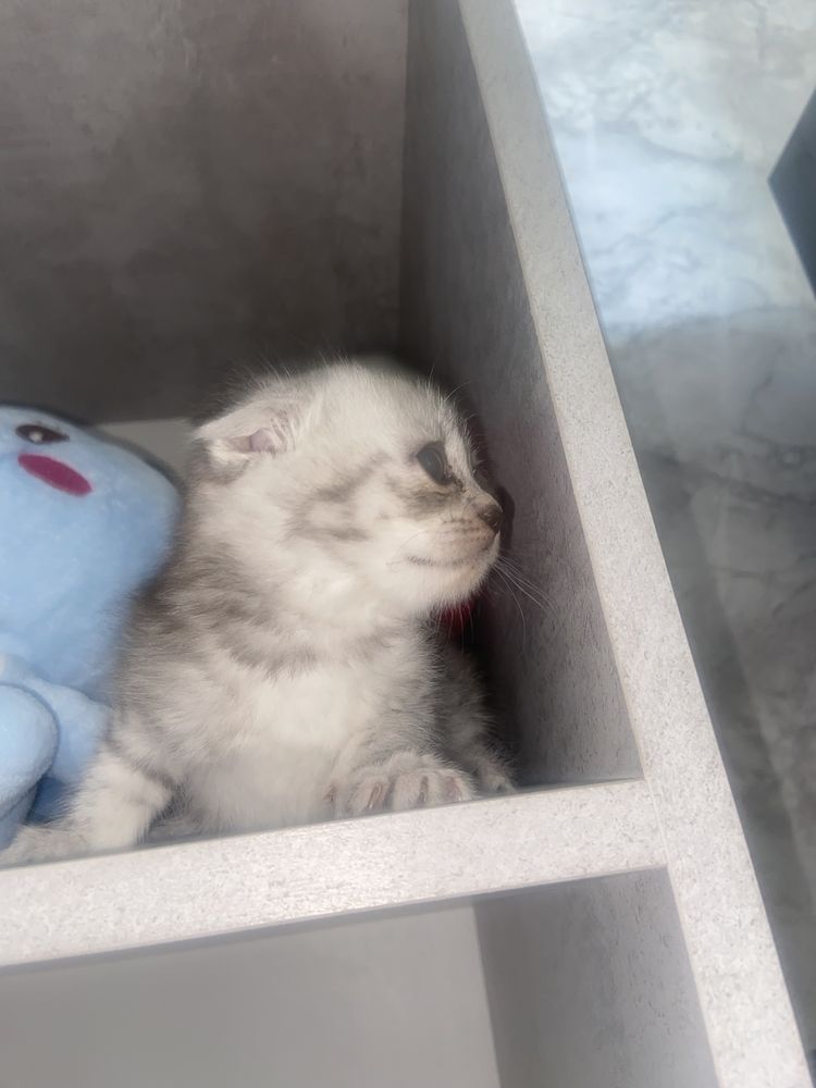 Котенок вислоухий