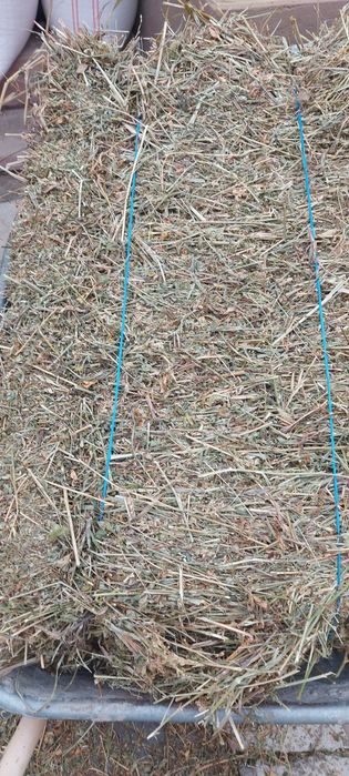 Disponibili baloti trifoi (lucerna)