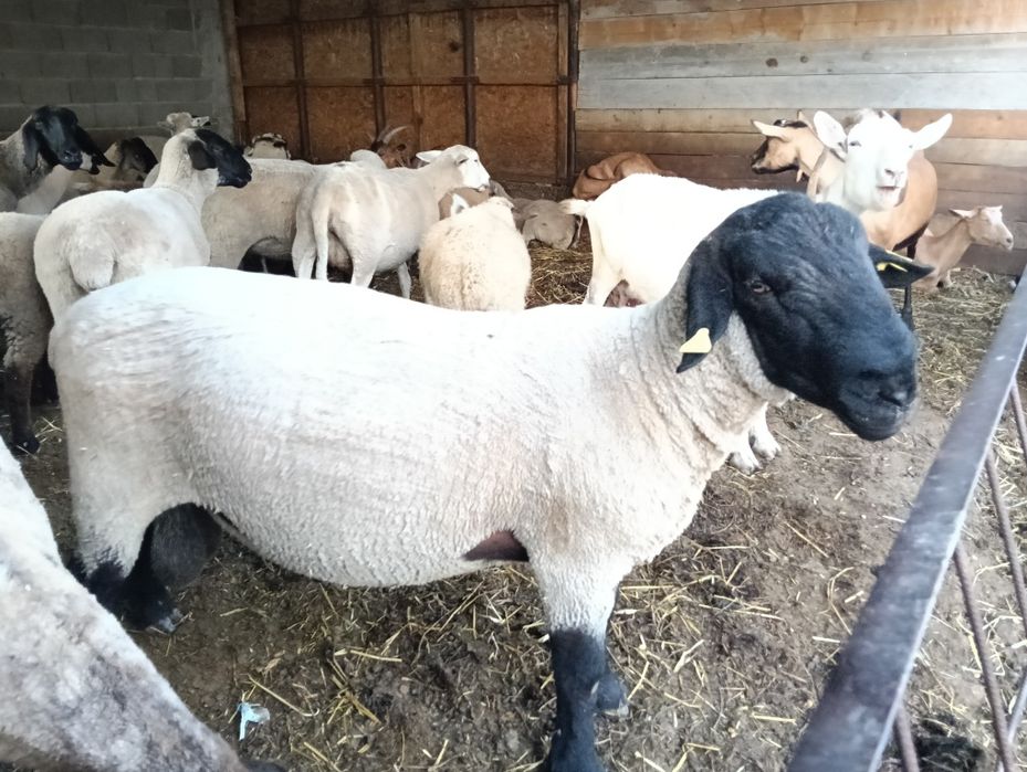 Vand berbec rasa Suffolk  in varsta de 2 ani