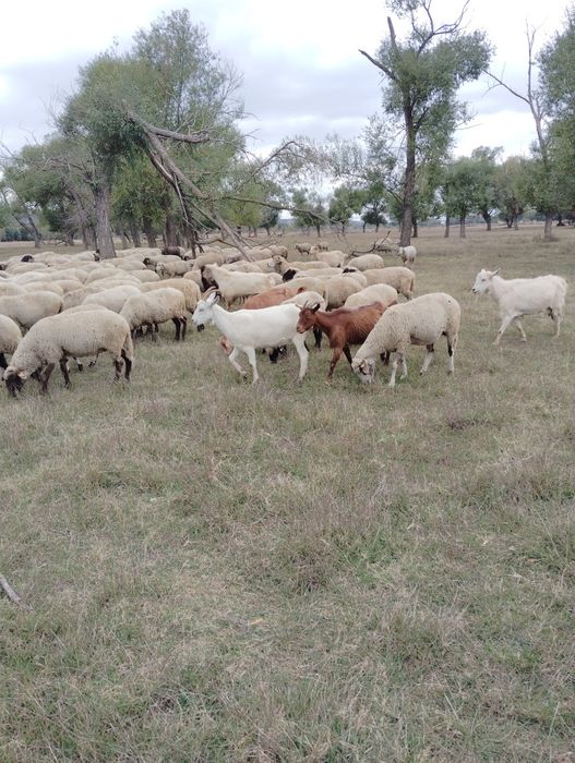 Vând 170 de oi și 50 de capre de rasă.