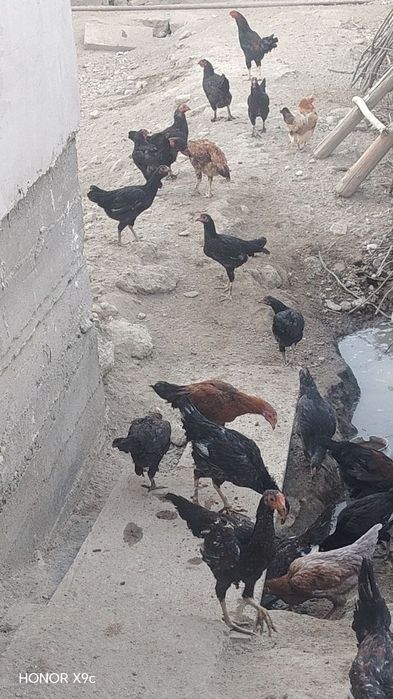 Tovuqlar sotiladi