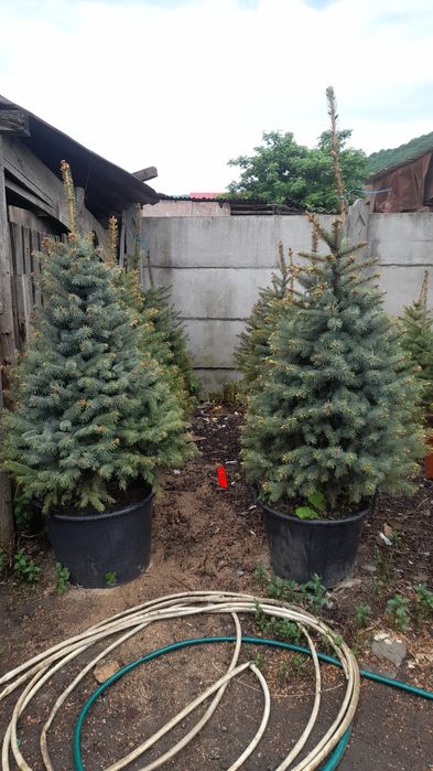 Brad argintiu 500 de lei