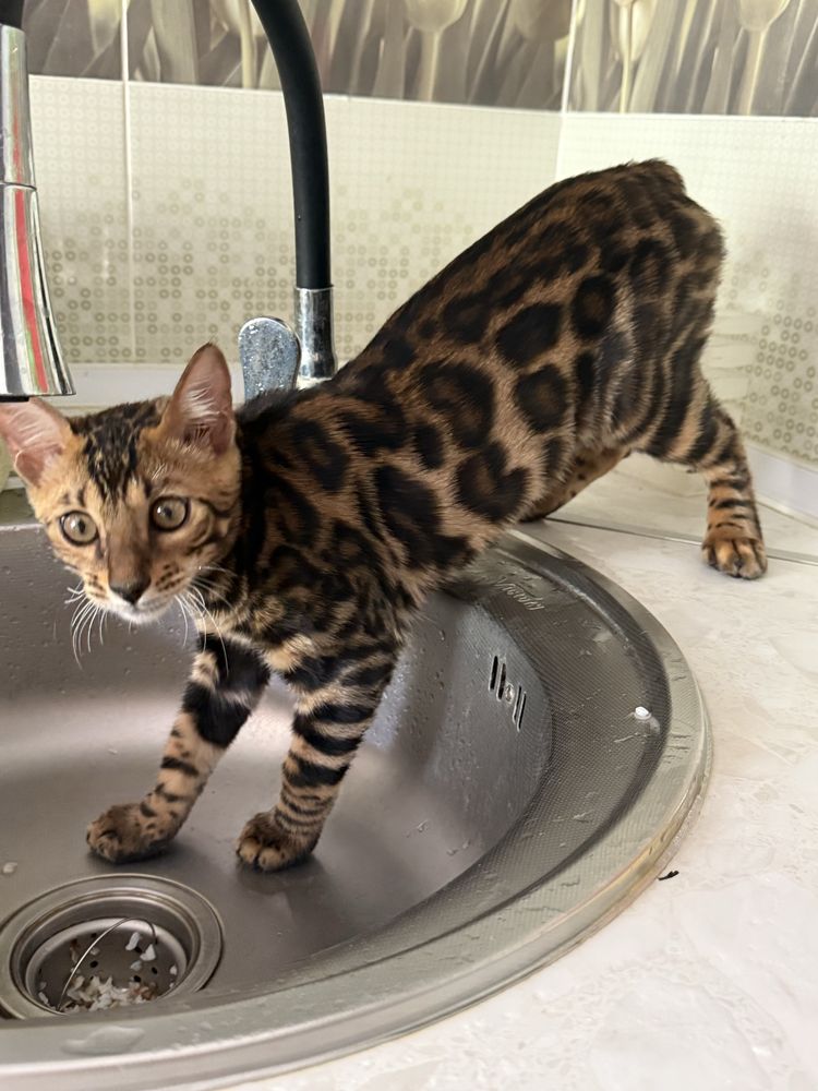 Bengal Mushugimiz sotiladi