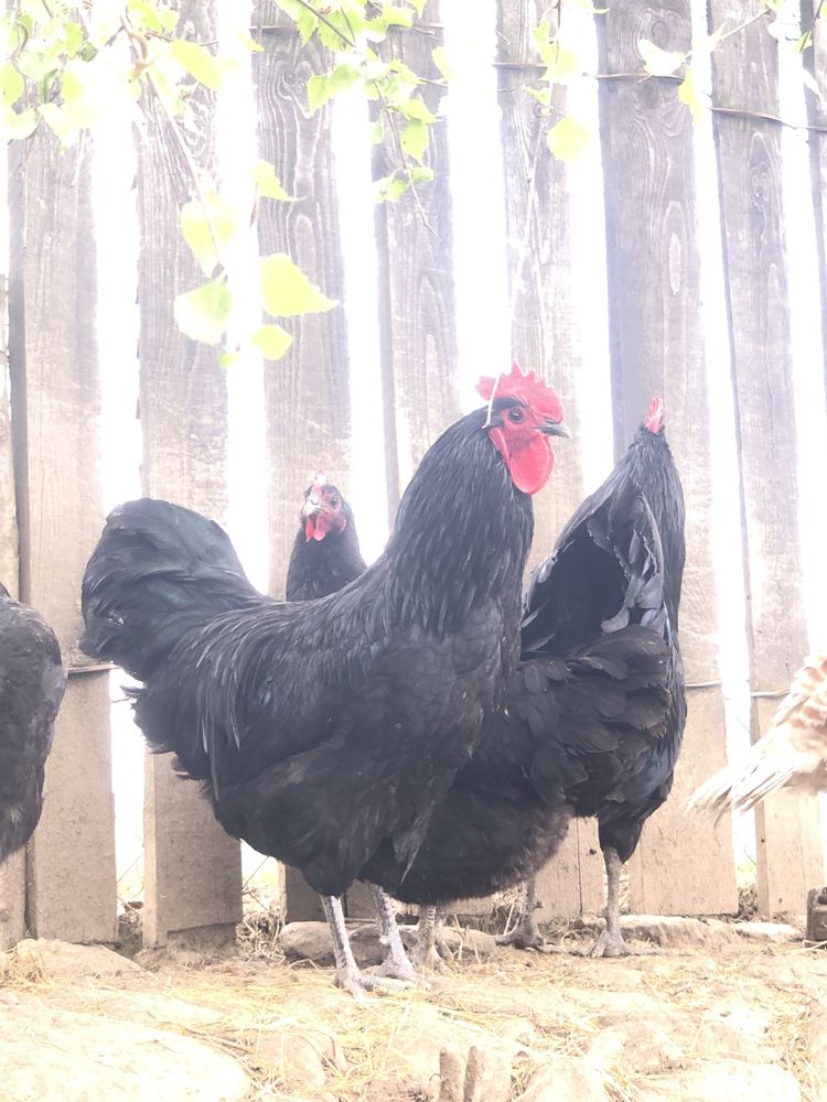 Oua de australorp pentru incubat