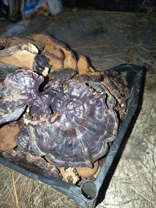 Ganoderma lucidum și aplanatum uscata