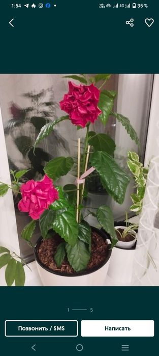 Комнатные растения роза китайская - гибискус,район Евразии