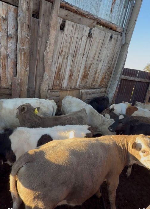 Телочки,и бычков продам