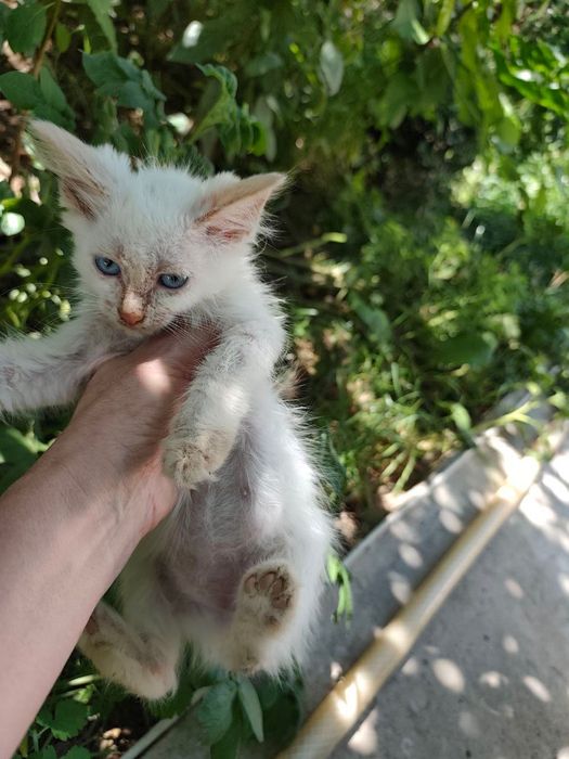 Отдаю котят в добрые руки
