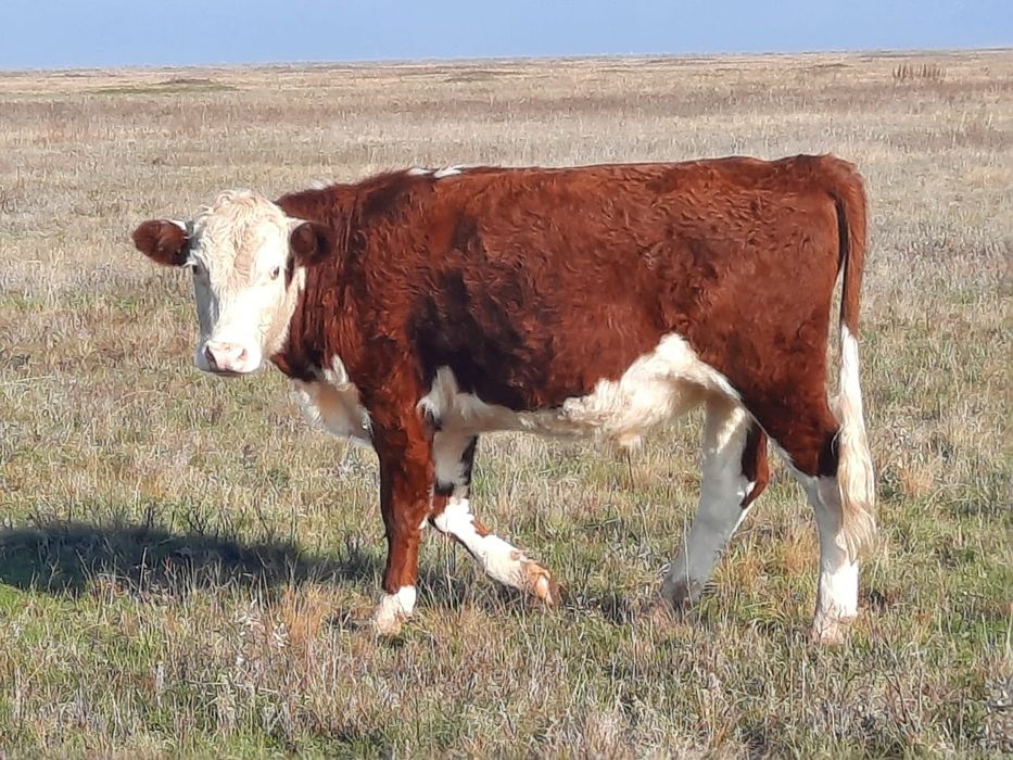 4- тайоғіз  сатылады