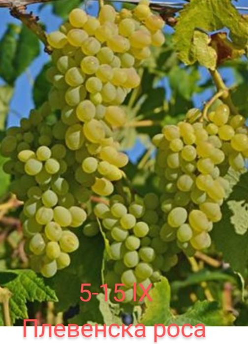 Лози за вкореняване