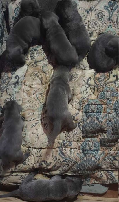 Алиментный щенок Кане Корсо готовится к продаже дата рождения 27.10.25