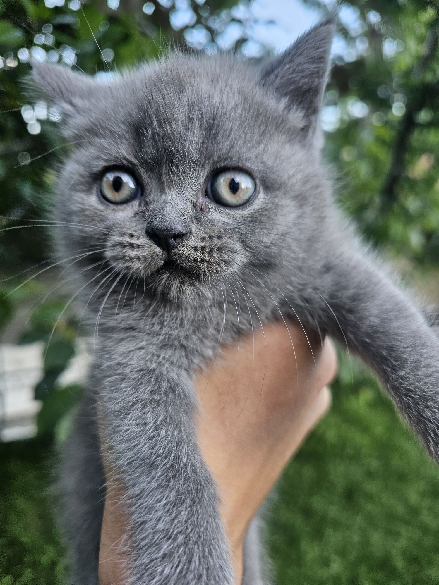 Pui pisica british shorthair