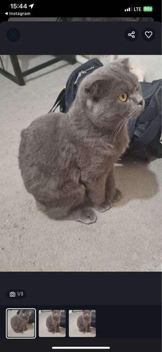 Mushuk skotw fold  sotladi srochna zotlilari.