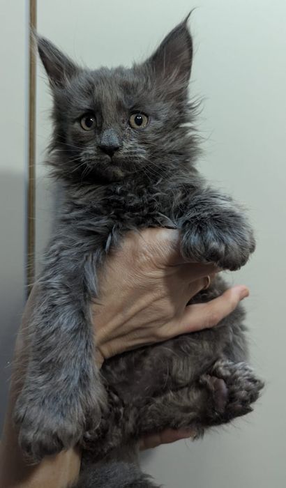 Котята Мей Кун Полидакты.Рассрочка