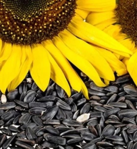 Floarea soarelui si soia  pt porci