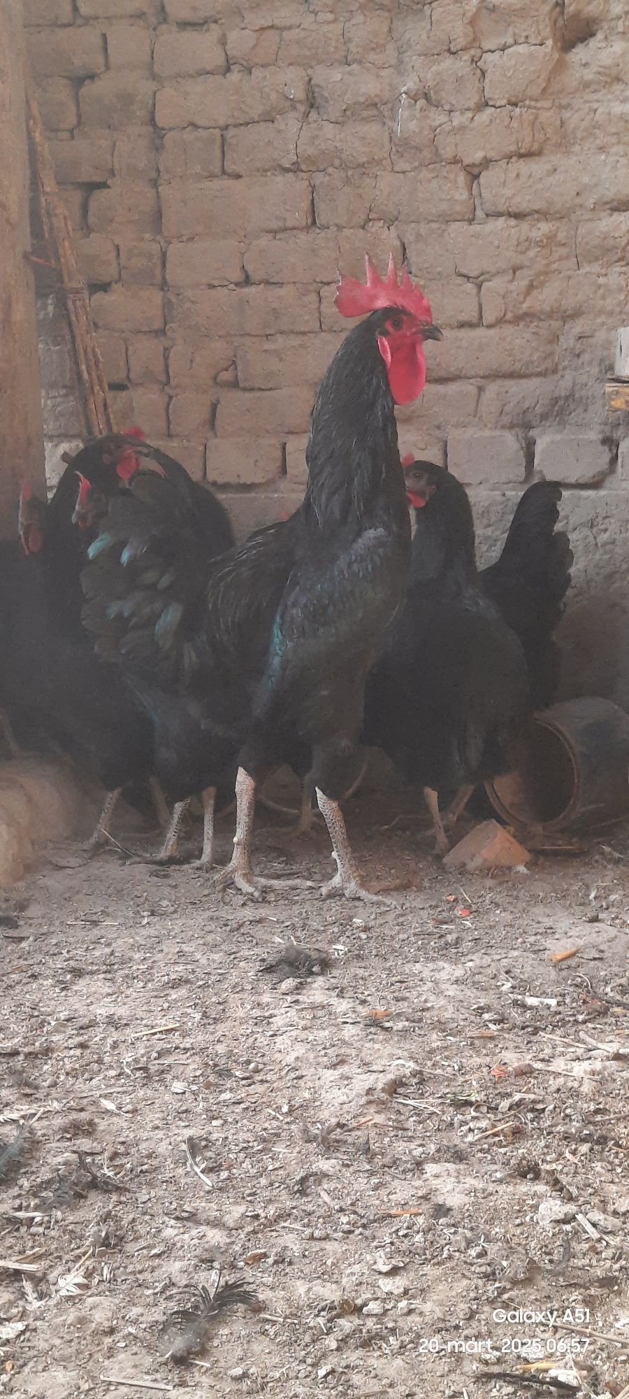 Qora shaxzoda tuxumlari